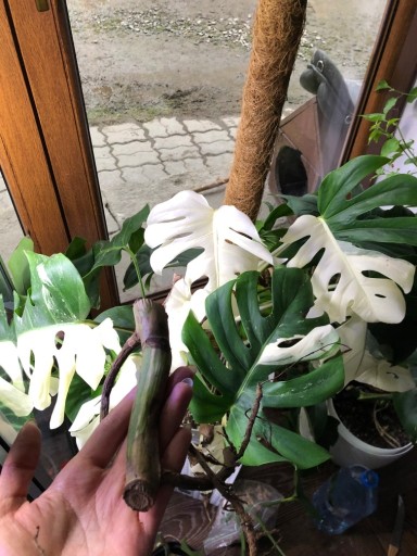 Zdjęcie oferty: Monstera Variegata, Philodendrony PAKIET