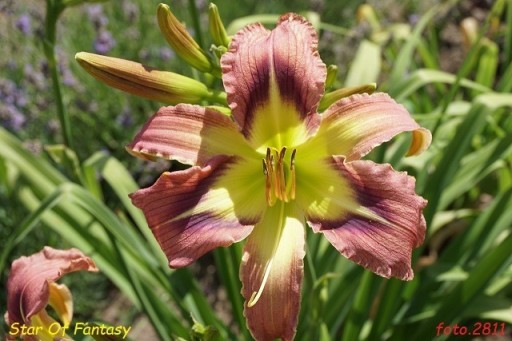 Zdjęcie oferty: Hemerocallis / Liliowiec: Star Of Fantasy