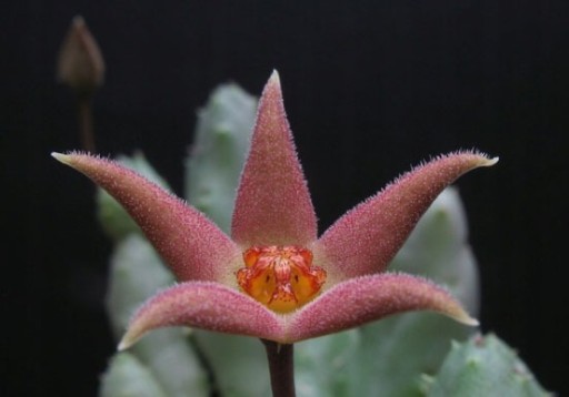 Zdjęcie oferty: Kaktusy-Piaranthus geminatus v. geminatus globosus