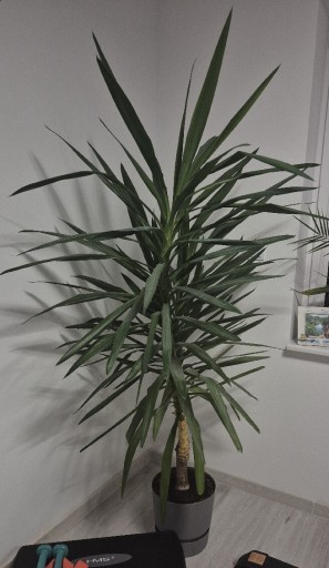 Zdjęcie oferty: Juka  jukka gwatemalska  205 cm