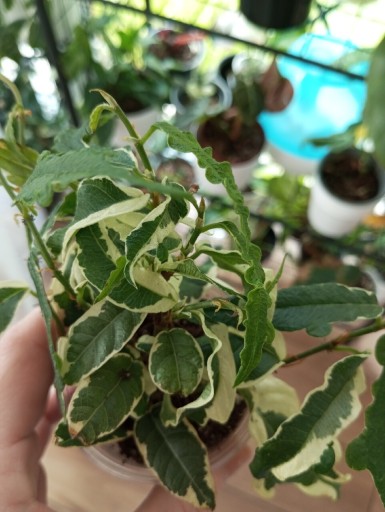 Zdjęcie oferty: Ficus radicans variegata sagittata