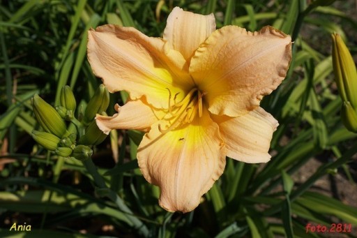 Zdjęcie oferty: Hemerocallis / Liliowiec: Ania