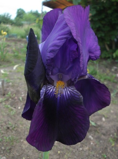 Zdjęcie oferty: irys ciemny fiolet wysoki pachnący sadzonki 5122