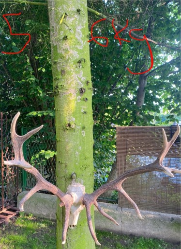 Zdjęcie oferty: Poroże z głową jelenia ~6kg