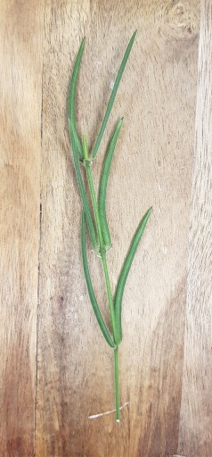 Zdjęcie oferty: Hoya linearis - cięta sadzonka 