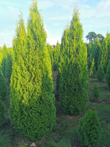 Zdjęcie oferty: Tuja szmaragd 220-240cm tuje szmaragdowe thuja 