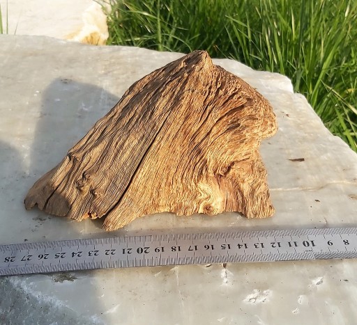 Zdjęcie oferty: Dębowy korzeń do akwarium 16 cm - A4 (skała)