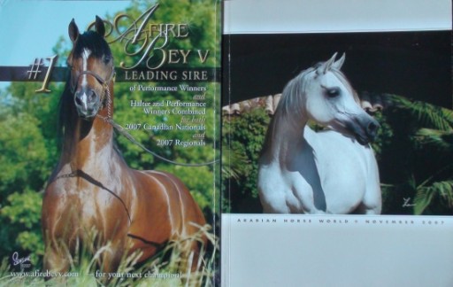 Zdjęcie oferty: ARABIAN HORSE WORLD nr 11/2007, koń,konie arabskie