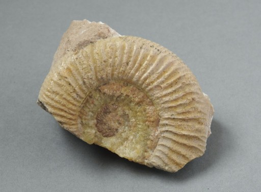 Zdjęcie oferty: Amonit skamieniałość - Jura 