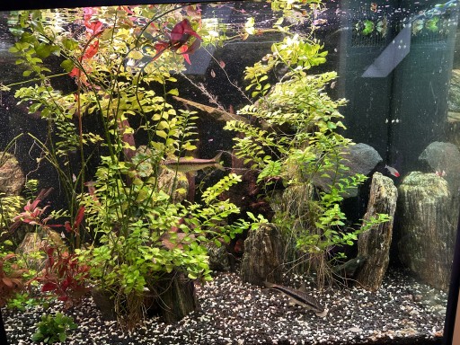 Zdjęcie oferty: Akwarium juvel 240 kompletny zestaw+ryby i rośliny