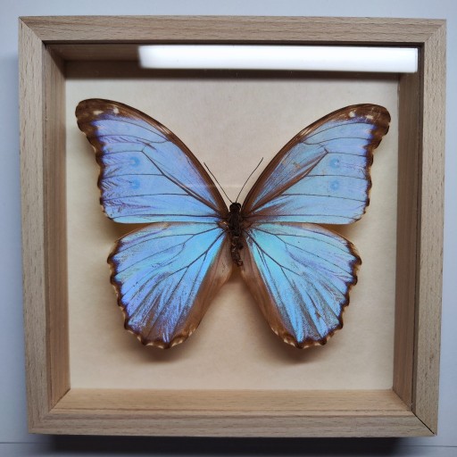 Zdjęcie oferty: Motyl w gablotce Morpho Godarti Lachaumei