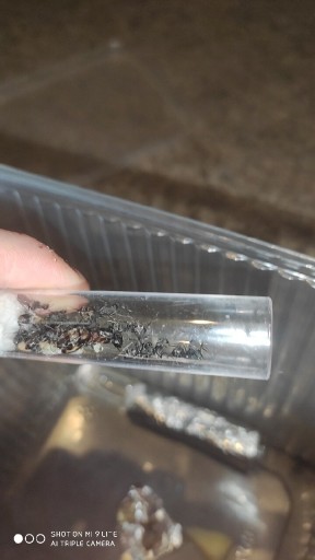 Zdjęcie oferty: Mrówki Camponotus cruenatus Q+25/30 robo+potomstwo