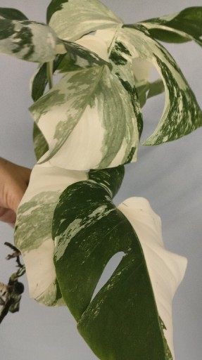 Zdjęcie oferty: Monstera Variegata 