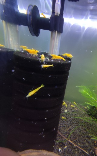 Zdjęcie oferty: 50x Krewetki Neocaridina Yellow *LIKWIDACJA*!!!