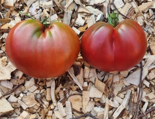 Zdjęcie oferty: pomidor Rekordzista Serce nasiona kolekcjonerskie