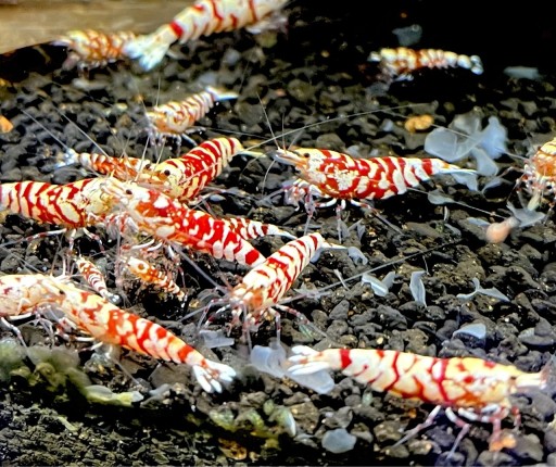 Zdjęcie oferty: Krewetki Red Fancy Tiger Caridina