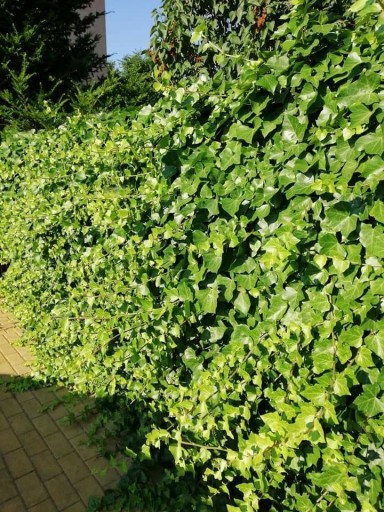 Zdjęcie oferty: Bluszcze hedera 70-90 cm 