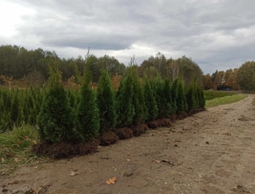 Zdjęcie oferty: Thuja szmaragd/brabant