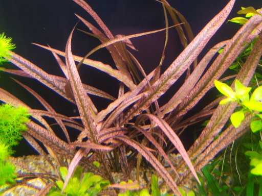 Zdjęcie oferty: Cryptocoryne spiralis Red 2-3plan Hodowla podwodna