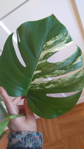 Zdjęcie oferty: Monstera Variegata