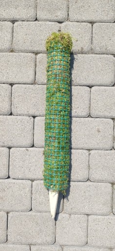 Zdjęcie oferty: Palik z mchu naturalnego do roślin 60 cm 