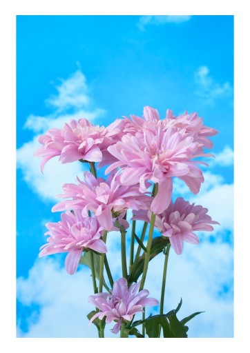 Zdjęcie oferty: Plakat Kwiaty na tle nieba - A2 - Estetyczne