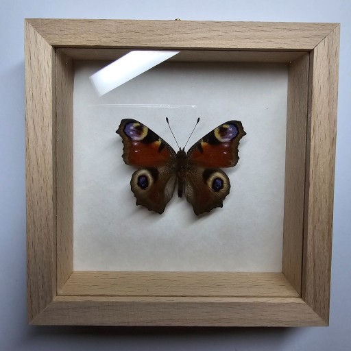 Zdjęcie oferty: Motyl w gablotce Aglais io - Rusałka pawik