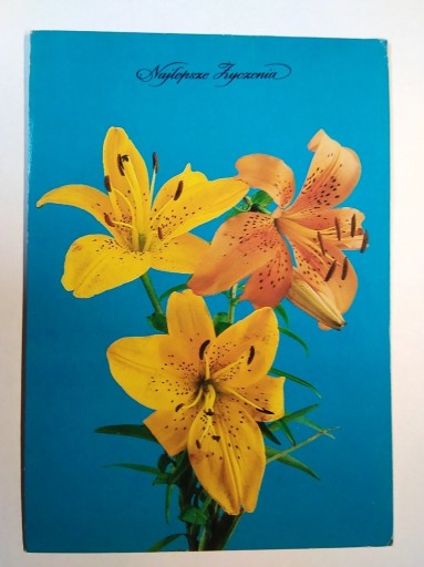 Zdjęcie oferty: Kwiaty lilie fot. Piątek 1987 r.