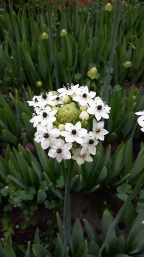 Zdjęcie oferty: Śniadek Saundersa - Ornithogalum Saundersia 1szt.