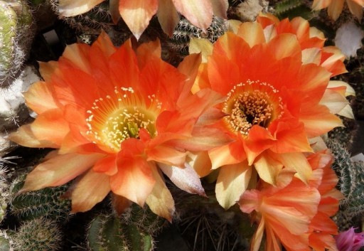 Zdjęcie oferty: kaktus Echinopsis hybryd  IRIS