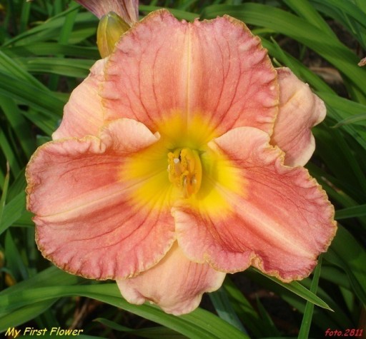 Zdjęcie oferty: Hemerocallis / Liliowiec: My First Flower