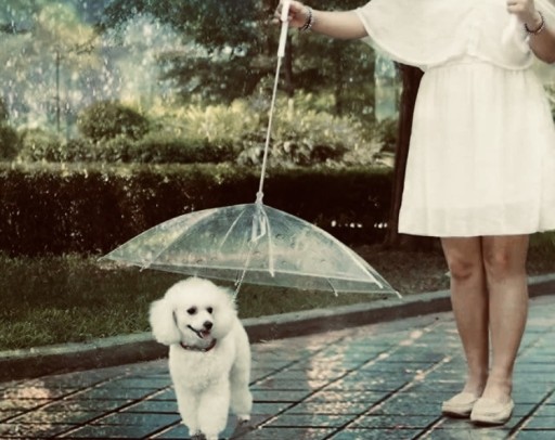 Zdjęcie oferty: Parasol dla psa z wbudowaną smyczą
