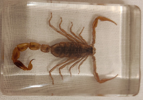 Zdjęcie oferty: Prawdziwy Skorpion zatopiony w akrylu !