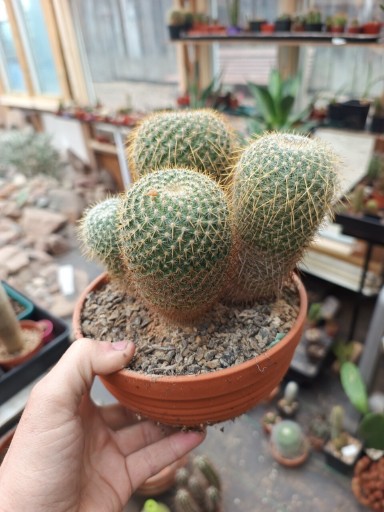 Zdjęcie oferty: WIELKA MAMMILLARIA COLUMBIANA?