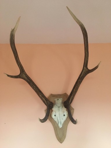 Zdjęcie oferty: Poroże jelenia ok.85cm