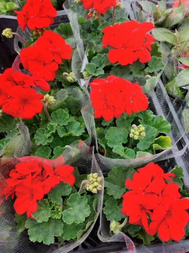 Zdjęcie oferty: Pelargonia caliope - pomarańczowy 