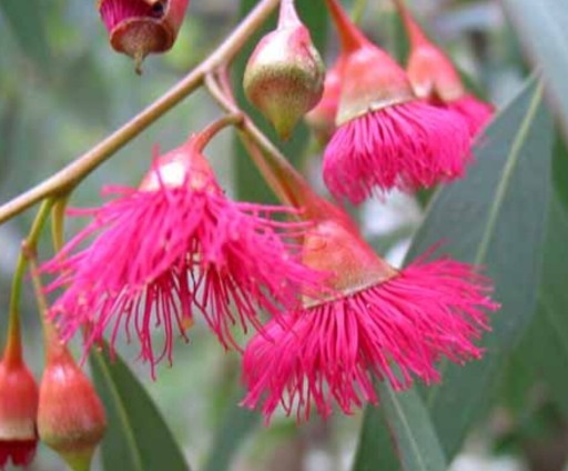 Zdjęcie oferty: Eukaliptus różowy  , drzewka