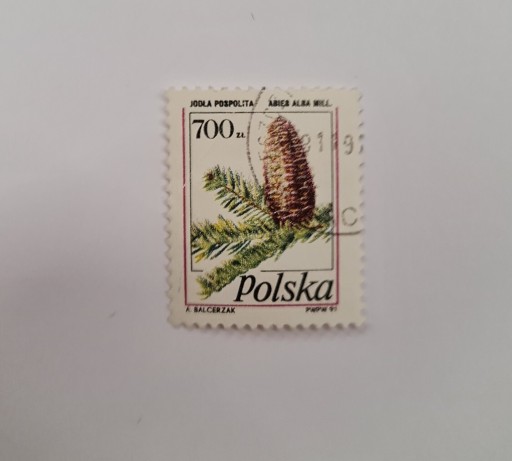 Zdjęcie oferty: 3164 Polska Owoce drzew iglastych (1)