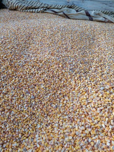 Zdjęcie oferty: Kukurydza 25kg ziarno czyszczone bez plew