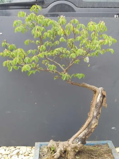 Zdjęcie oferty: Sprzedam bonsai WIĄZ