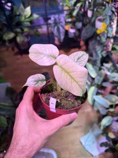 Zdjęcie oferty: Monstera Mint |Deliciosa |Kolekcjonerska |DØ10cm