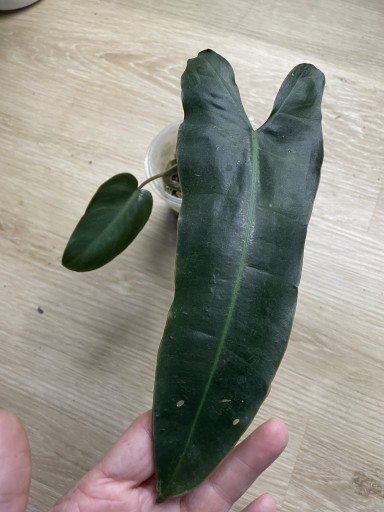 Zdjęcie oferty: Philodendron atabapoense x billietiae filodendron