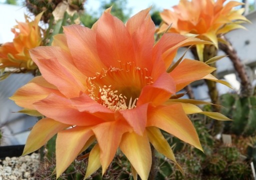 Zdjęcie oferty: kaktus Echinopsis hybryd   1-2012