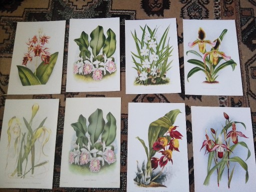 Zdjęcie oferty: Storczyki - Orchidee  reprint XIX w. grafik do aranżacji wnętrza