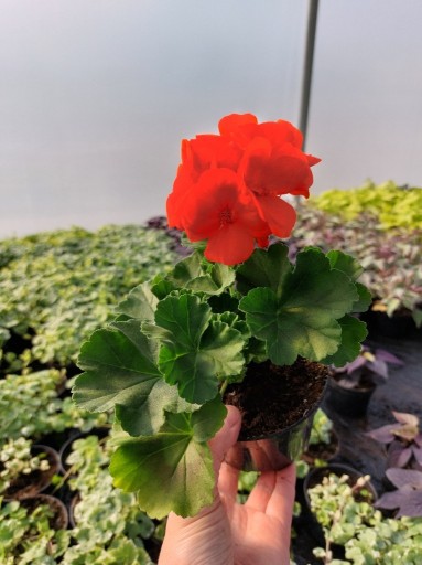 Zdjęcie oferty: Pelargonia peltatum - wisząca- czerwona