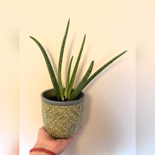 Zdjęcie oferty: Roślina Aloes Vera zwyczajny 23 cm