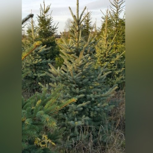 Zdjęcie oferty: Choinki srebrne drzewka bożonarodzeniowe plantacja
