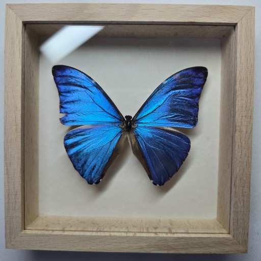 Zdjęcie oferty: Motyl w gablotce Morpho Marcus