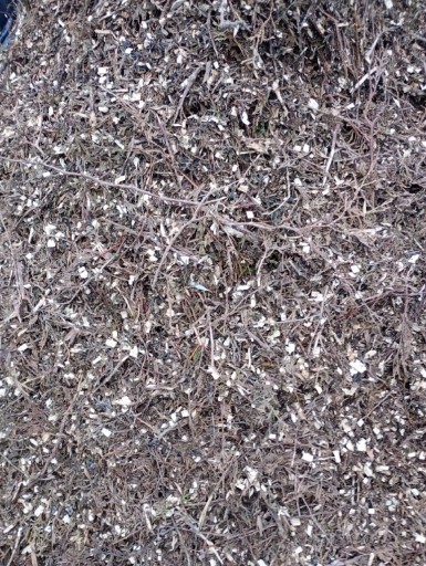 Zdjęcie oferty: Zrębki drzewne z Tui (3 M3)