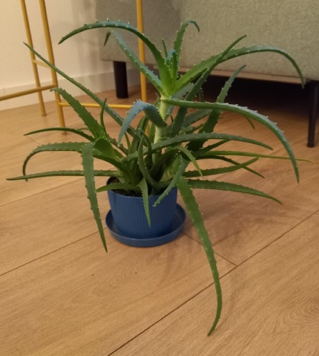 Zdjęcie oferty: Aloes drzewiasty - roślina lecznicza